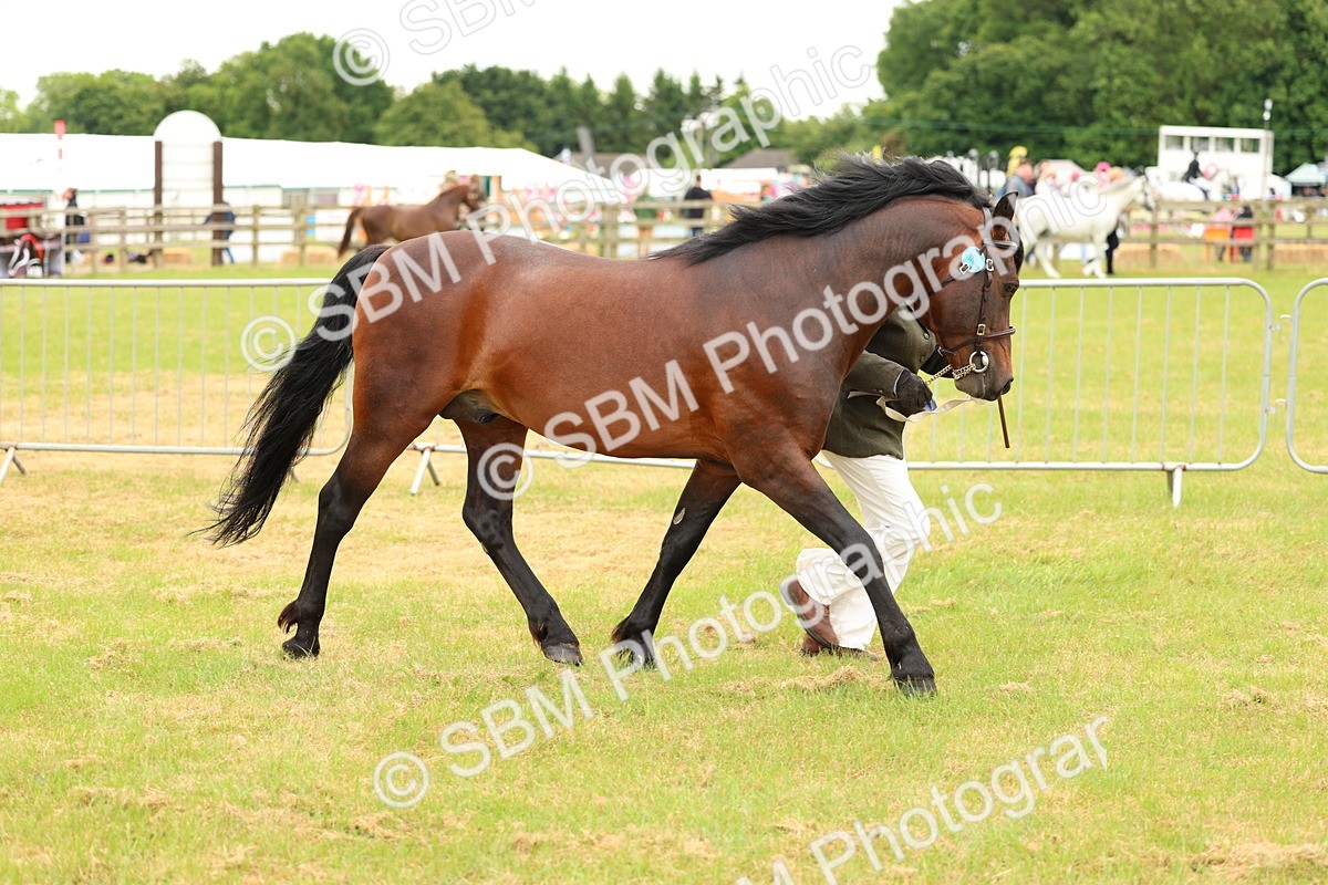 SBM_04189 - Class 64-67 - Shetland Pony In Hand