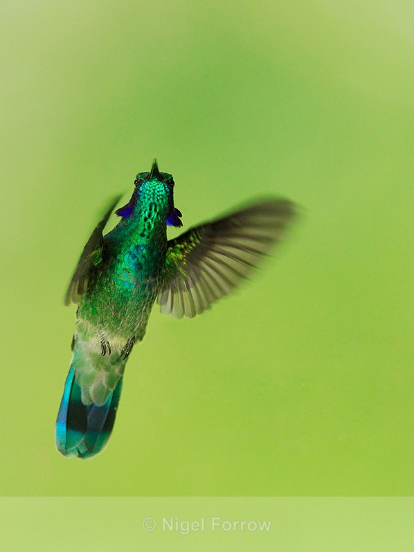 Green Violet-ear in flight at Curi-Cancha, near Monteverde, Costa Rica - Green Violet-ear