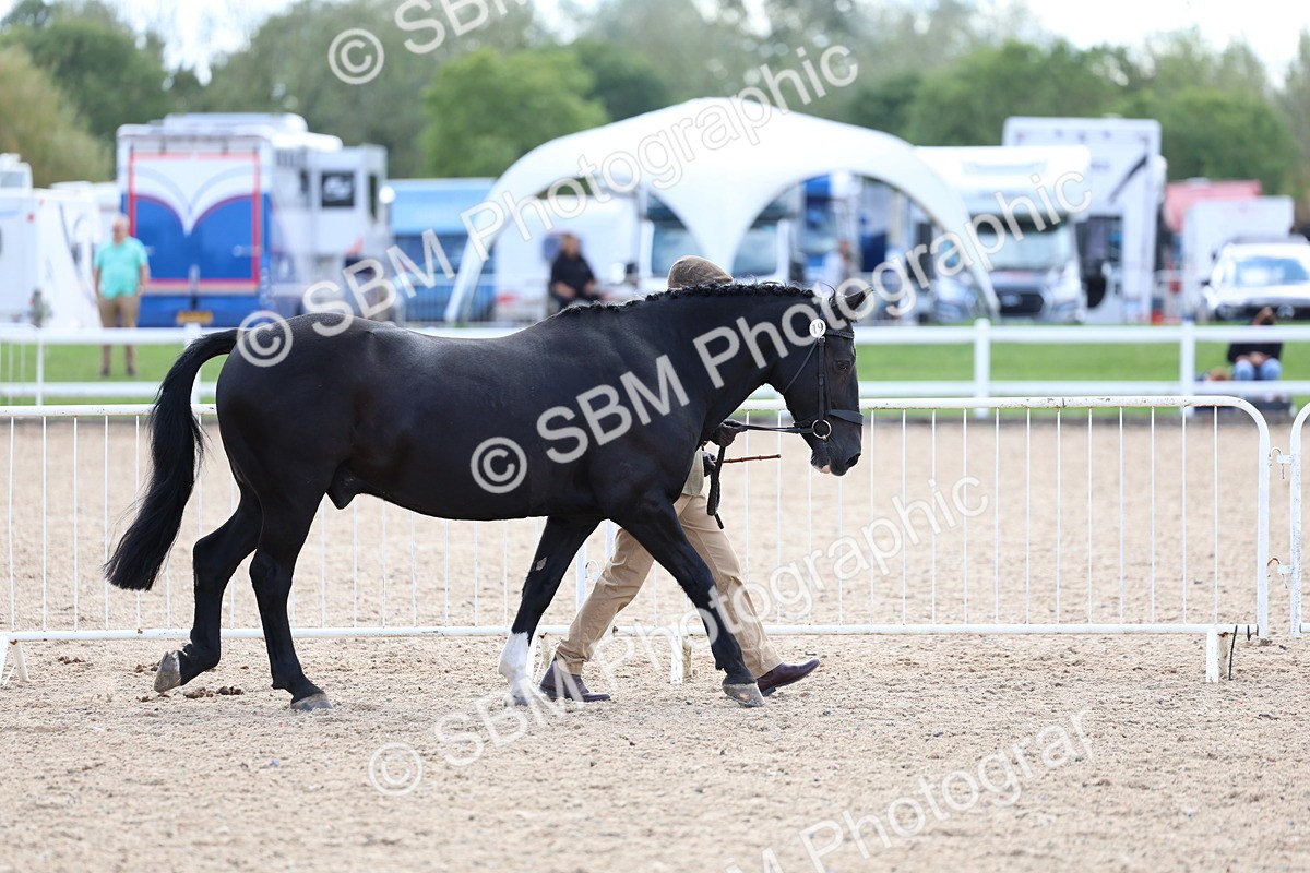 SBM_15314 - Class 312 - IH Competition Horse-Pony