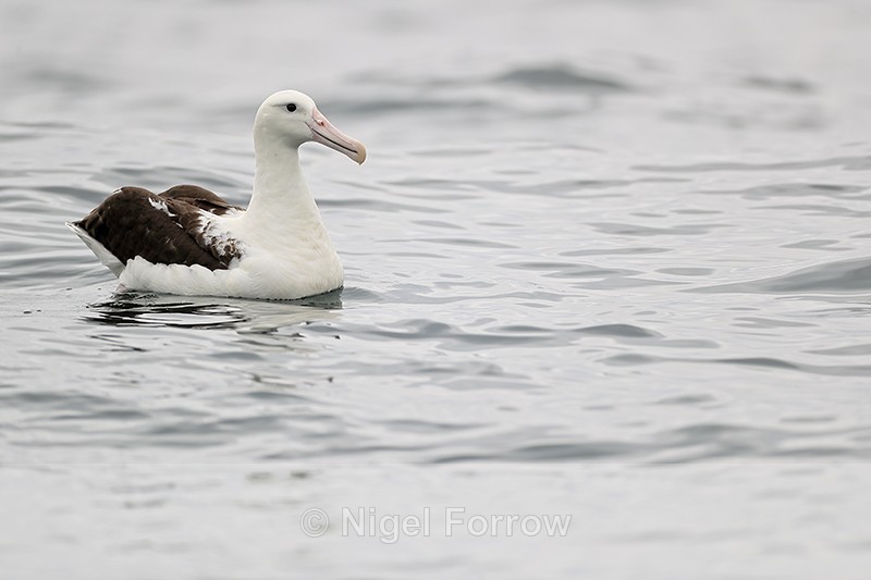 Royal Albatross, Pacific Ocean, Chile - Royal Albatross