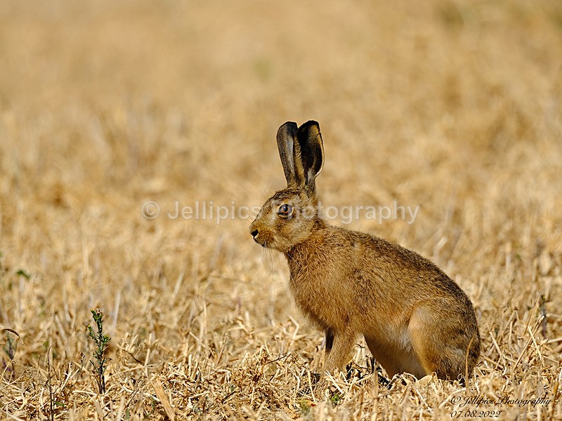  - Wildlife and Nature