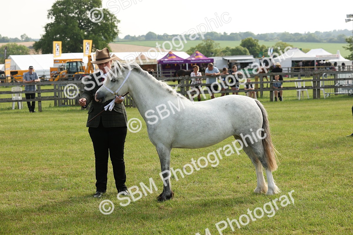 SBM_00560 - Class 6-13 - Mountatin and Moorland In Hand Welsh Breeds