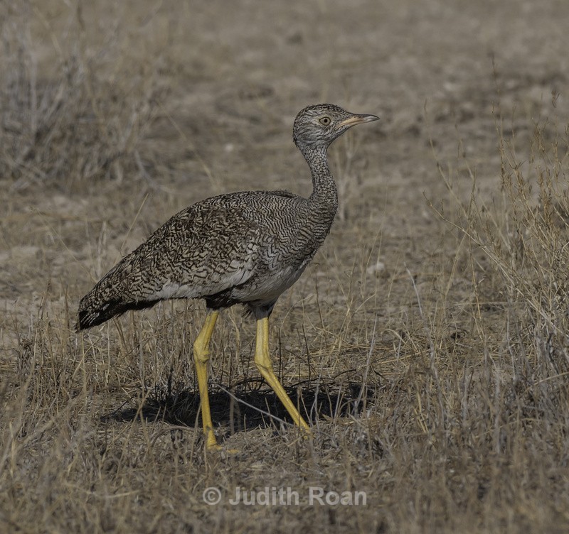Northern Black Korhaan, female - Namibia 2022