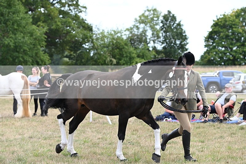 WJ6_6227 - Class 19 In-hand Veterans (Uploaded correct folder)