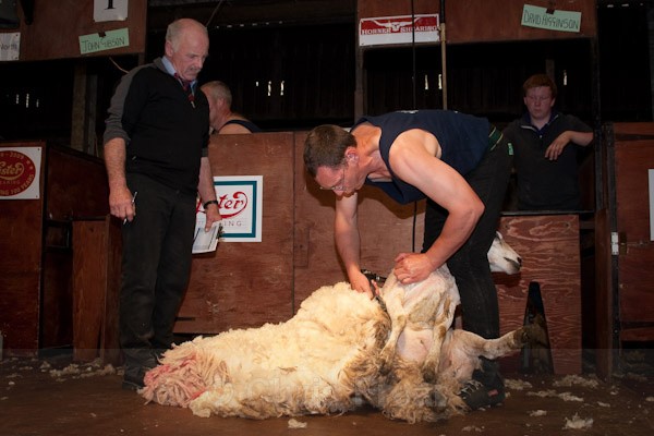 1 - Shearing Competition