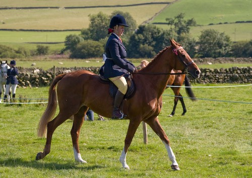 140 - Moniaive Horse Show 2008
