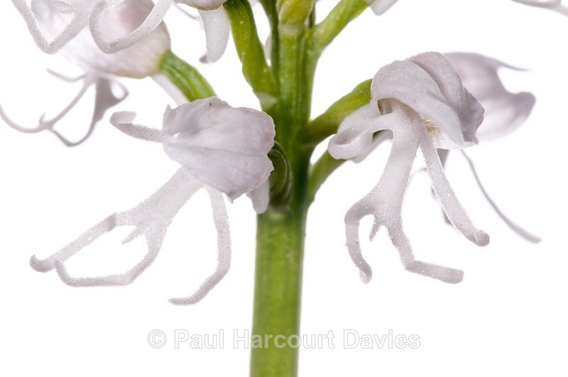  - WB: Orchids - Orchis