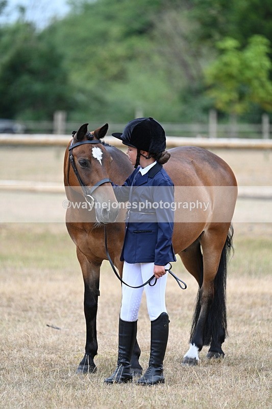 WJ7_9654 - Class 5 Most Handsome Gelding (up to 14.2hh)