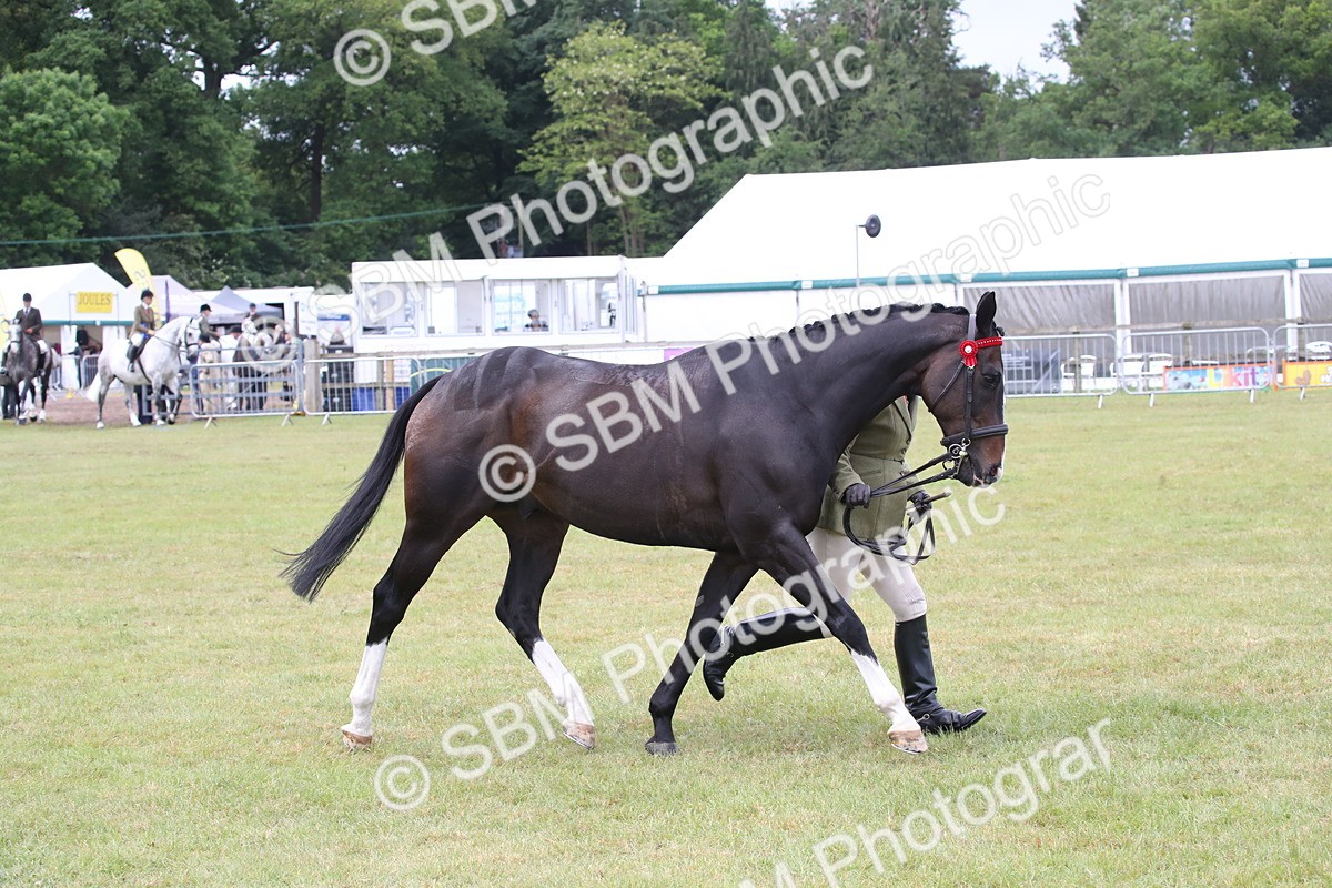 SBM_11462 - Class 94 - LIHS BSHA Racehorse to Showhorse