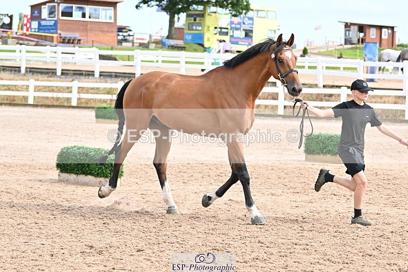 240717A-163850-03472 - Trot Up 4pm to 5pm