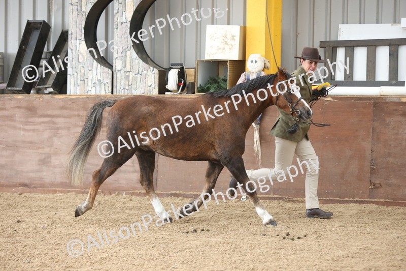 20251109-0693 - Class 22 - Geldings 4 Years and over