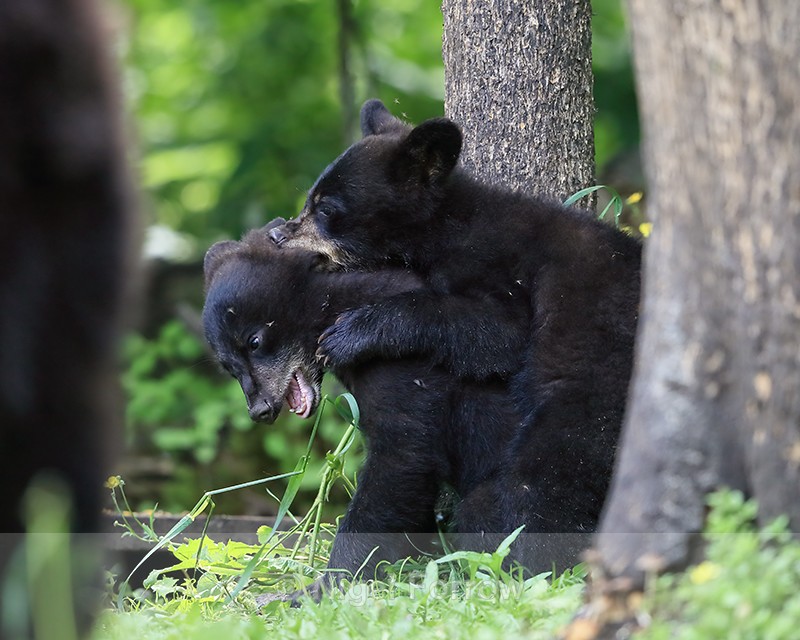 Fighting Black Bear cubs, Minnesota, USA - American Black Bear