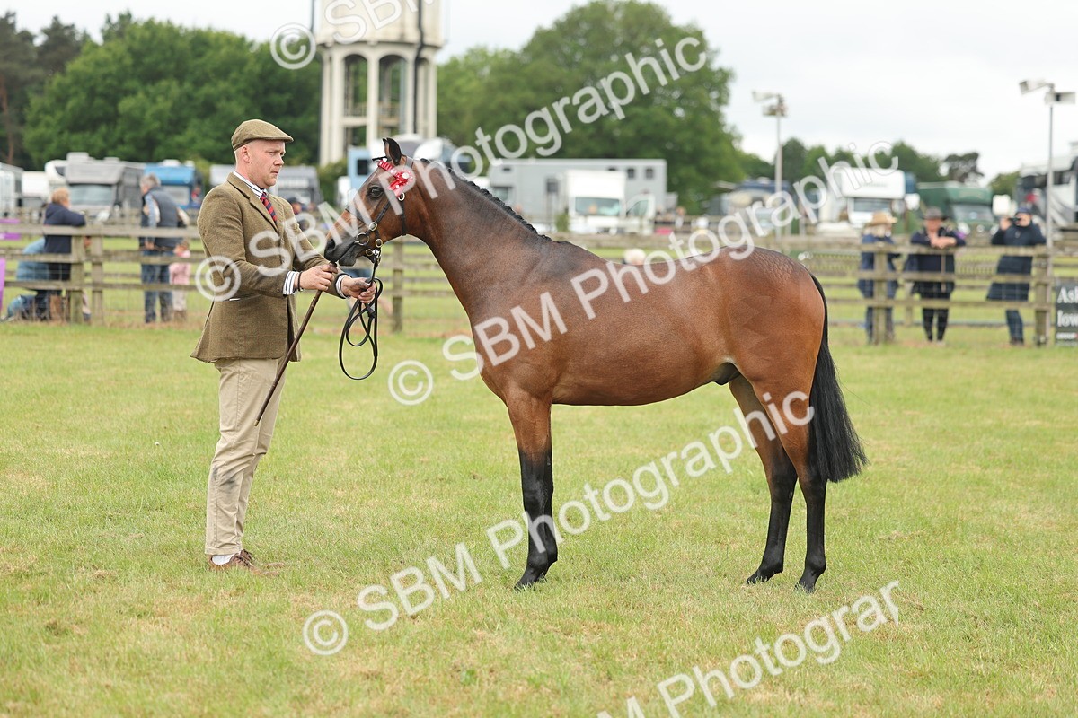SBM_05414 - Class 68-73 - Riding Pony Breeding
