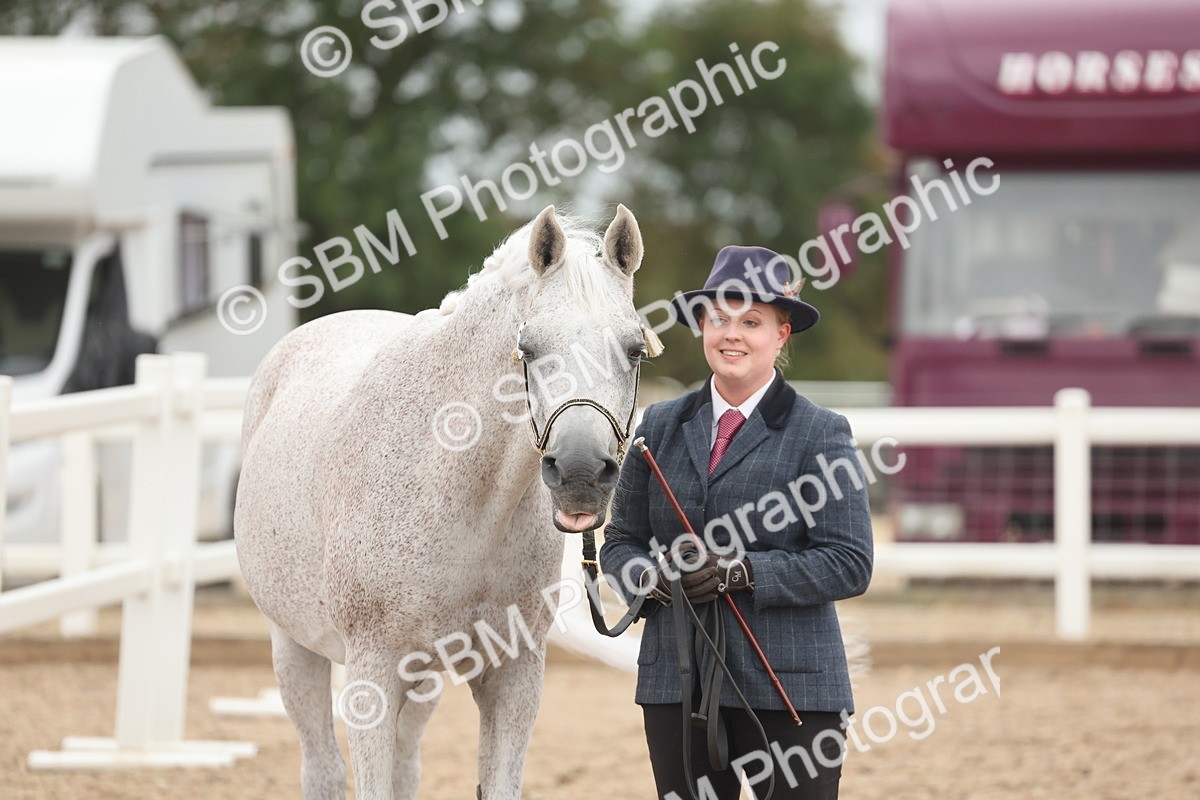 SBM_19327 - Class 317 - IH Pure Bred Horse-Pony