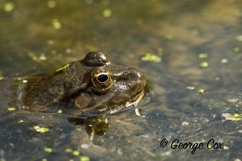 Marsh Frog - Pelophylax (formerly Rana) ridibunda - Amphibians