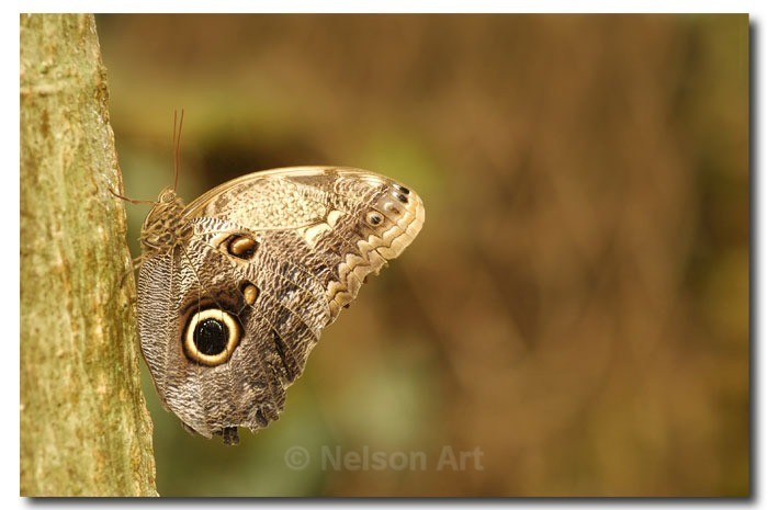 Butterfly - Nature