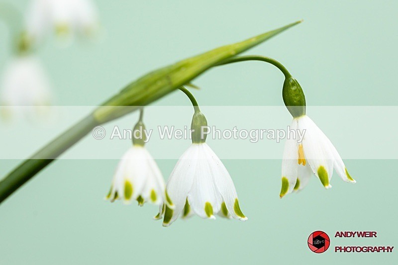 190327-untitled-1L4A0530 - Plants & Flowers