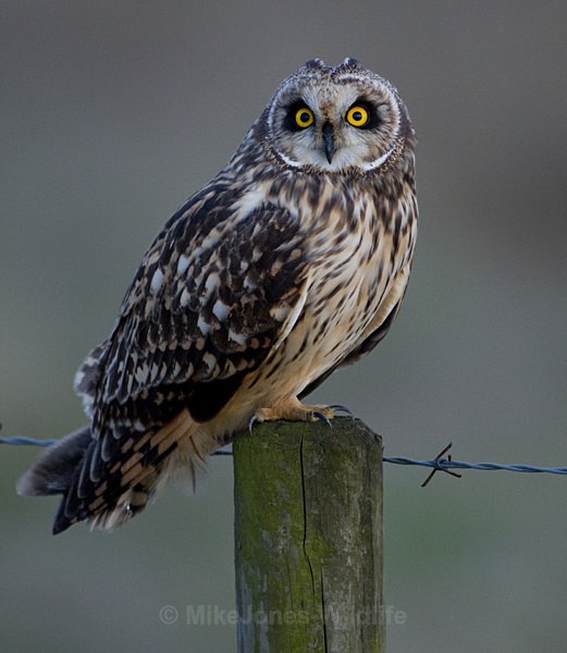 Short eared owl, Woralby Carr, Lincs - FAVOURITES WILDLIFE GALLERY. Selected images from the wildlife collections.