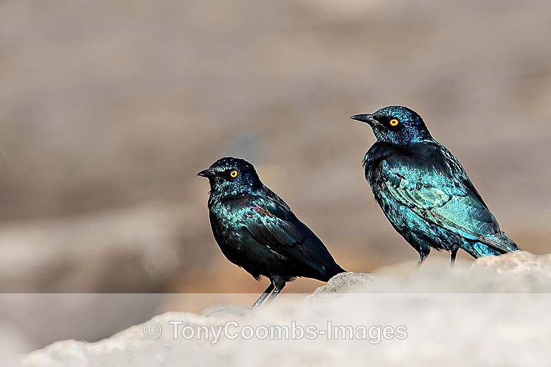 Cape Starling - Etosha National Park ~ Birds