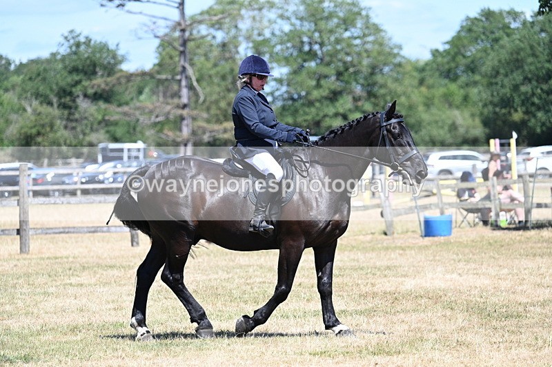WJ7_2974 - Class 7 Riding Club Show Horse