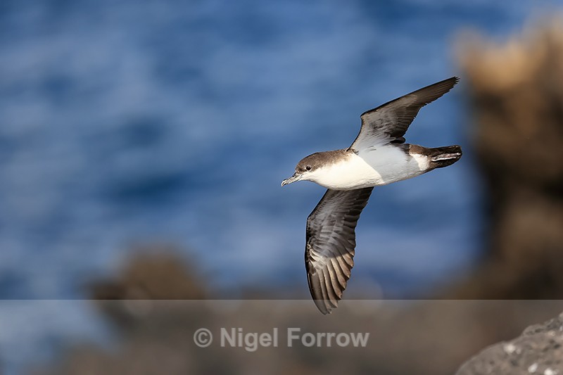 Galapagos Shearwater flying, South Plaza Island, Galapagos - Galapagos Shearwater