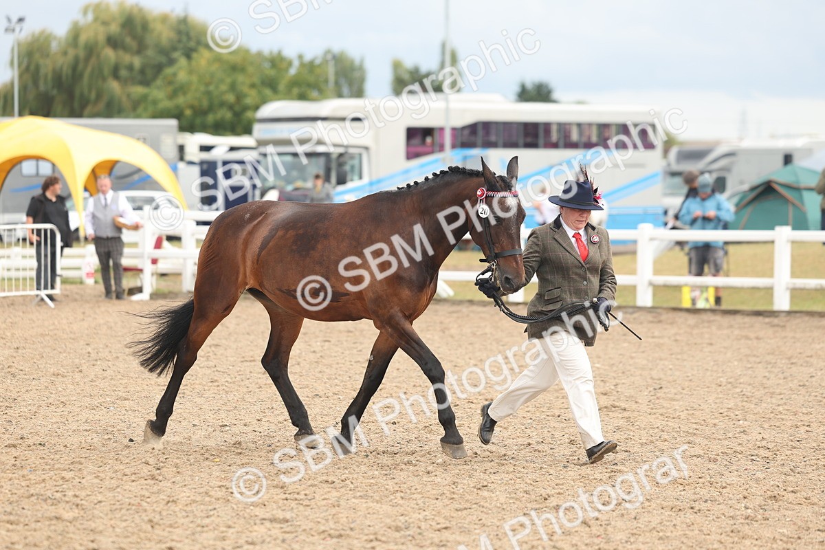 SBM_07919 - Class 28 - IH Veteran Horse