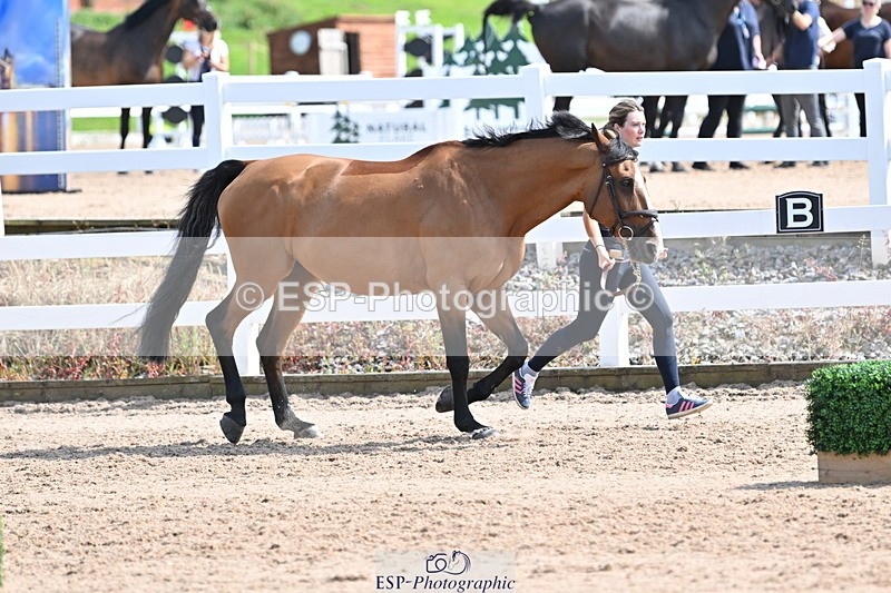 240717A-154235-03000 - Trot Up 3pm to 4pm