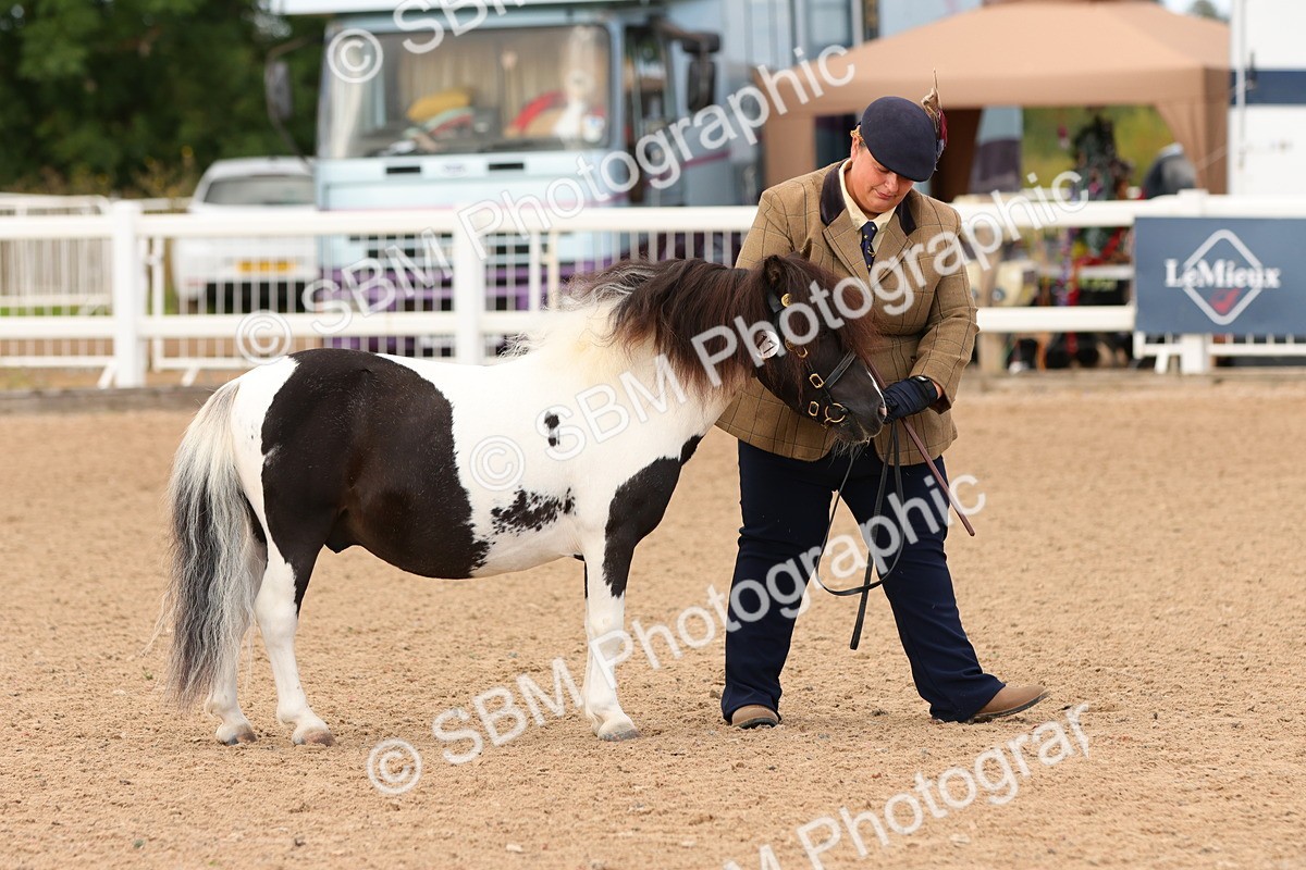 SBM_10291 - Class 206 - IH Non Show Type Pony