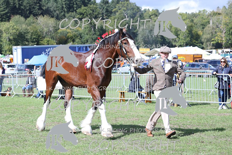 APP_3199 - Class 3 Youngstock