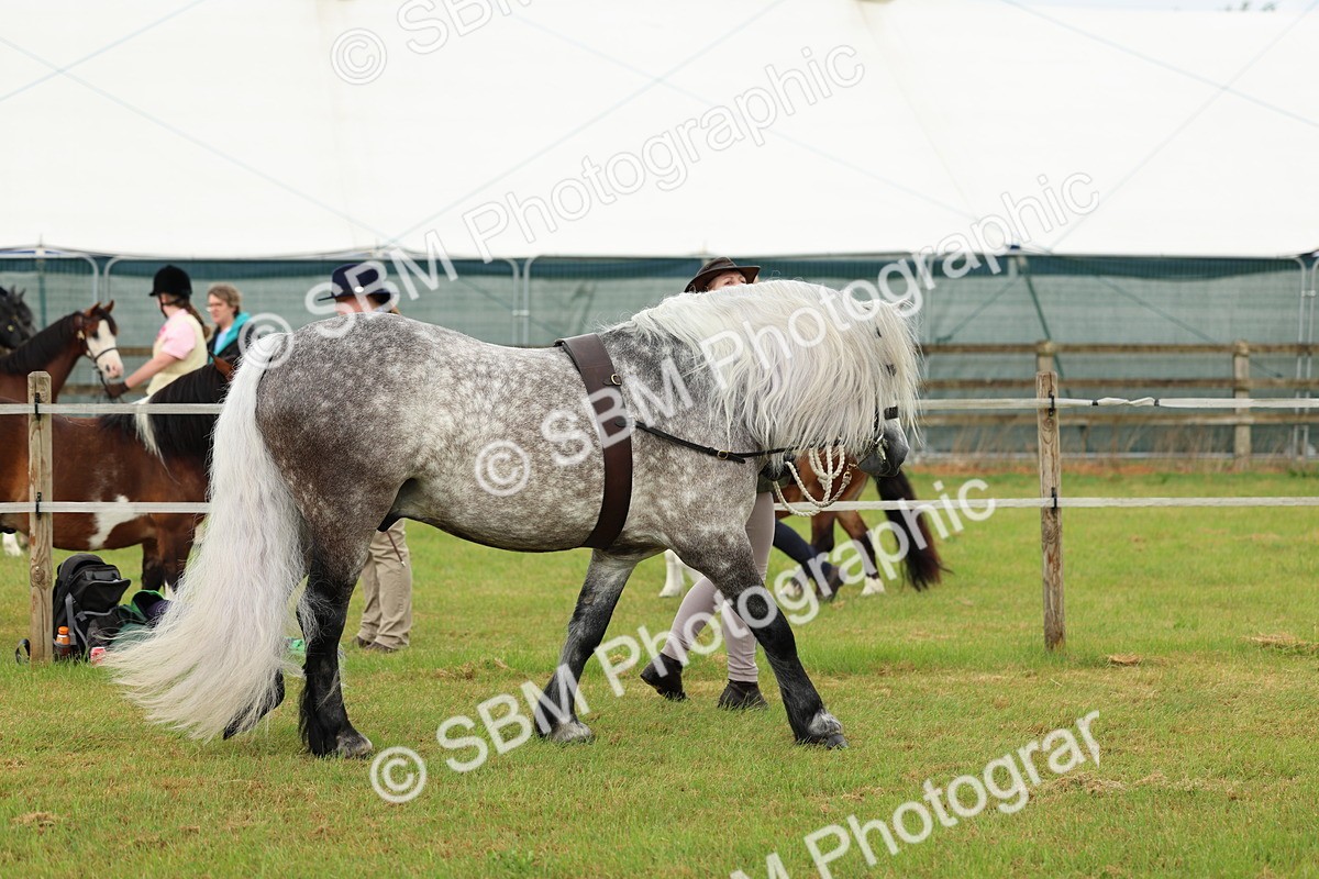 SBM_00491 - Class 58-67 - M&M Non Welsh Pony In hand