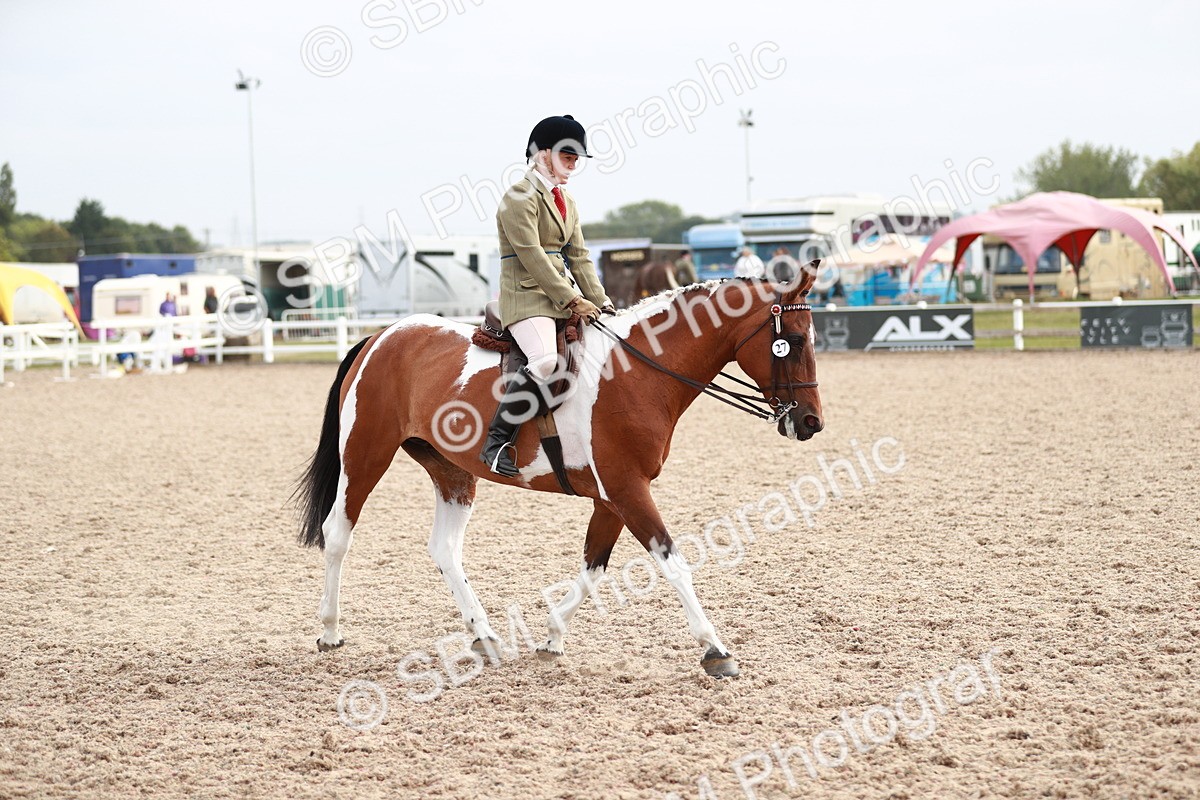 SBM_17570 - Class 215 Ridden Hack/ Riding Horse