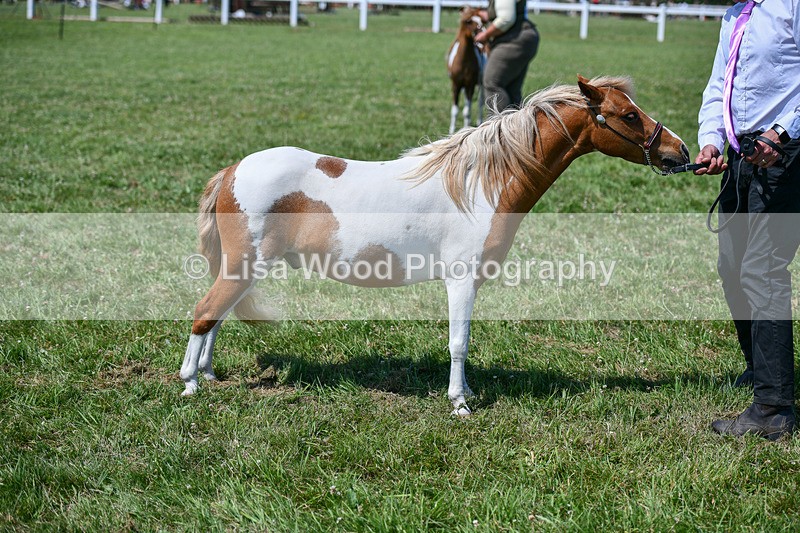 DSC_7177 - Class 61: Miniature Horse 4yrs & over