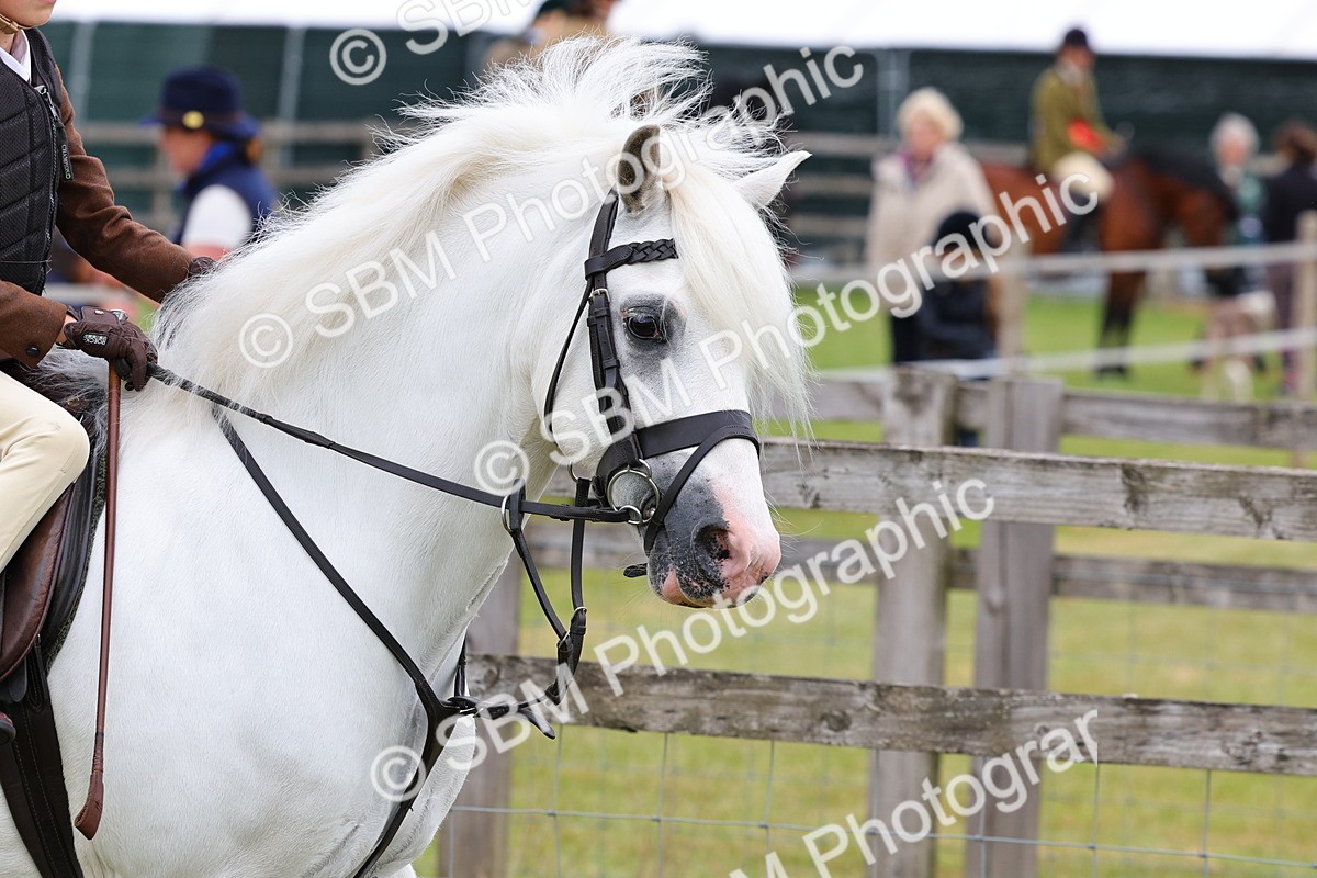 SBM_08422 - Class 42-43 - LIHS BSPS Heritage Working Sports Pony