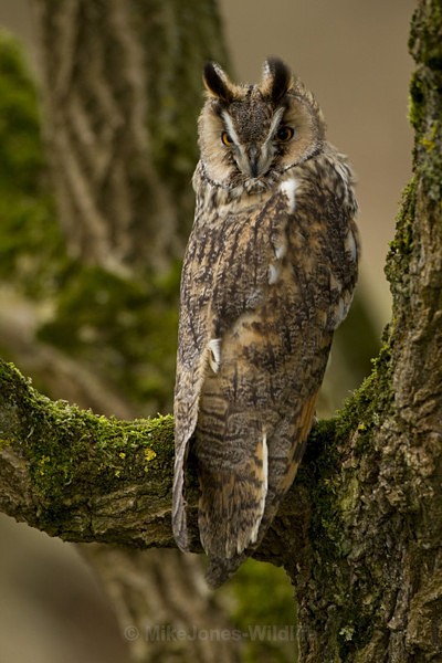 LONG EARED OWL / REF LEO 6 - ' LONG EARED OWLS '