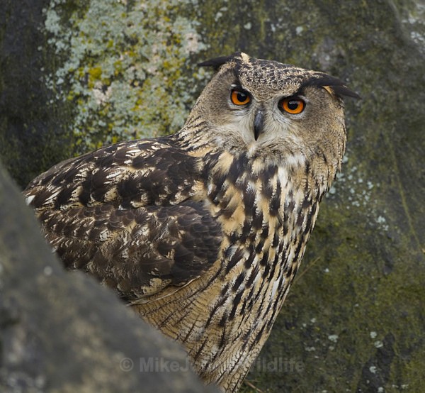 EAGLE OWL - FAVOURITES WILDLIFE GALLERY. Selected images from the wildlife collections.