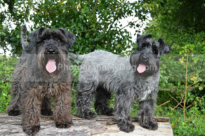  - Schnauzers