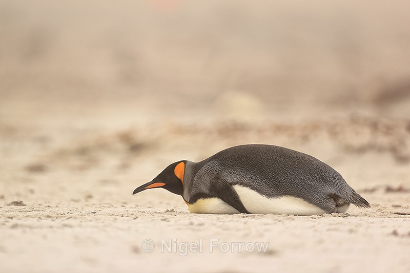 King Penguin resting on belly, Saunders Island, Falklands - King Penguin
