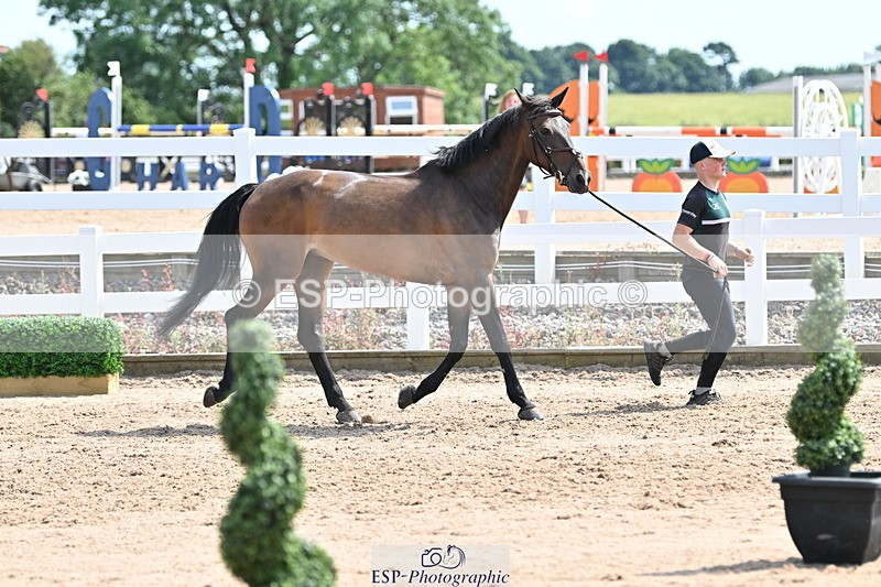 240717A-151125-02624 - Trot Up 3pm to 4pm