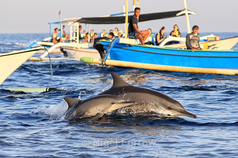 Spinner Dolphins (mother and calf), Lovina, Bali - Dolphin