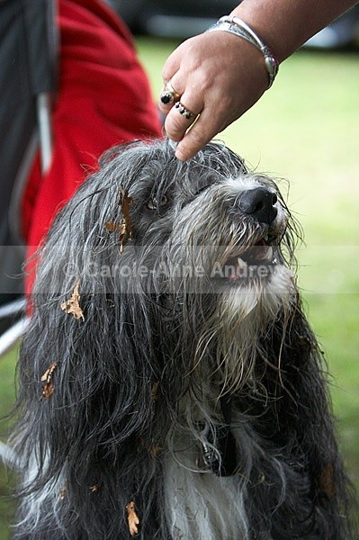  - Tendring Agility Group- St Osyth Summer Fete