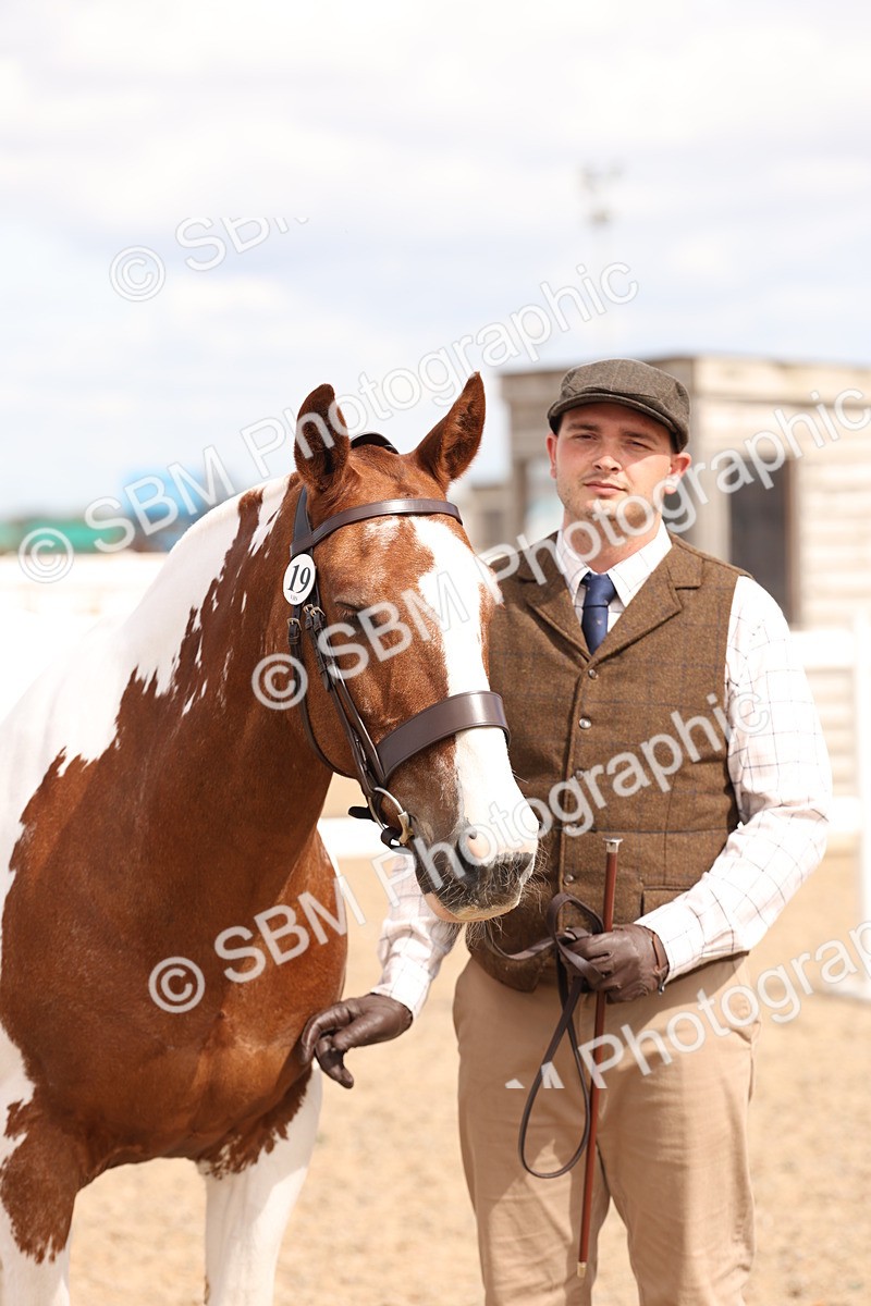 SBM_15375 - Class 210- IH Show Horse