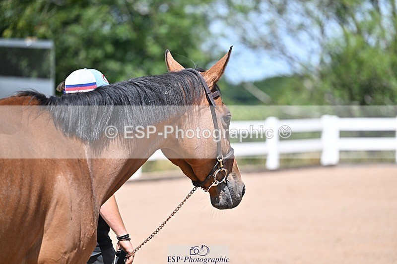 250716-123030-00025 - Trot Up 12.30 to 1.30