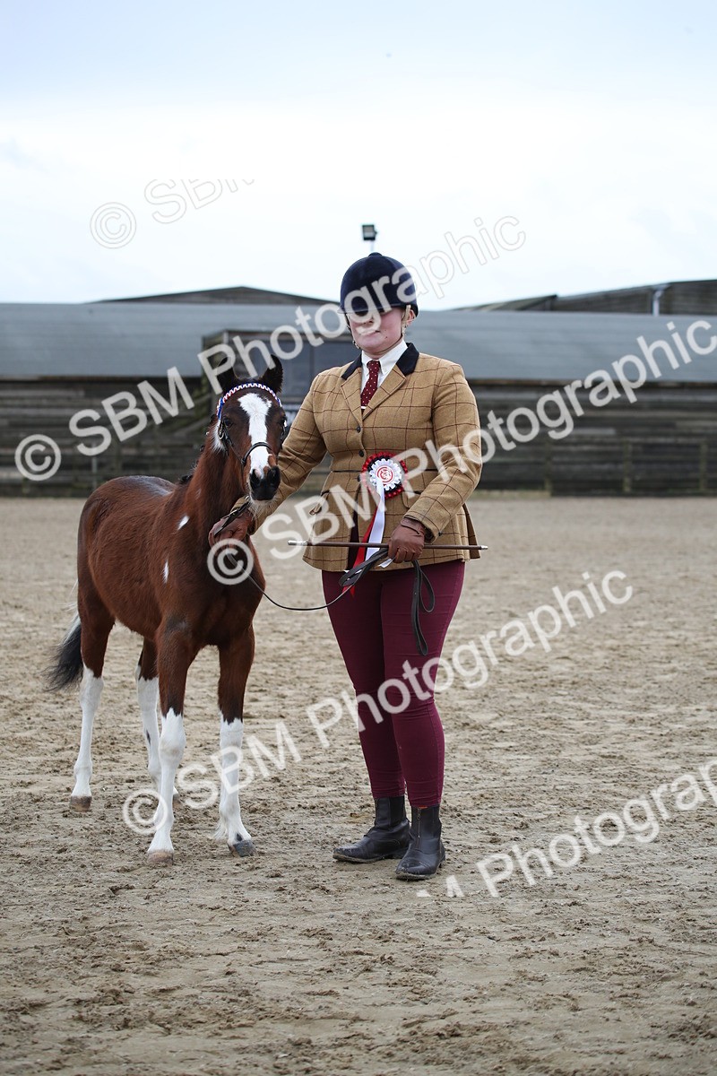 SBM_004583 - Class 5-9 - NPS In Hand-Show Hunter-Intermediate Ridden Inc Ridden Championship