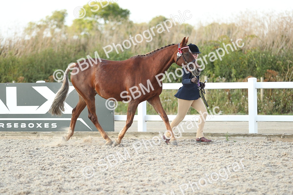 SBM_09129 - Class 29 IH Veteran Pony