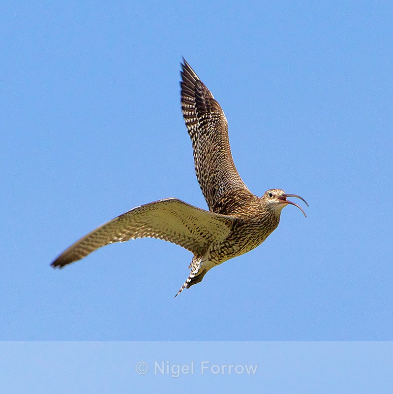 Curlew calling on the wing over Skomer - Curlew