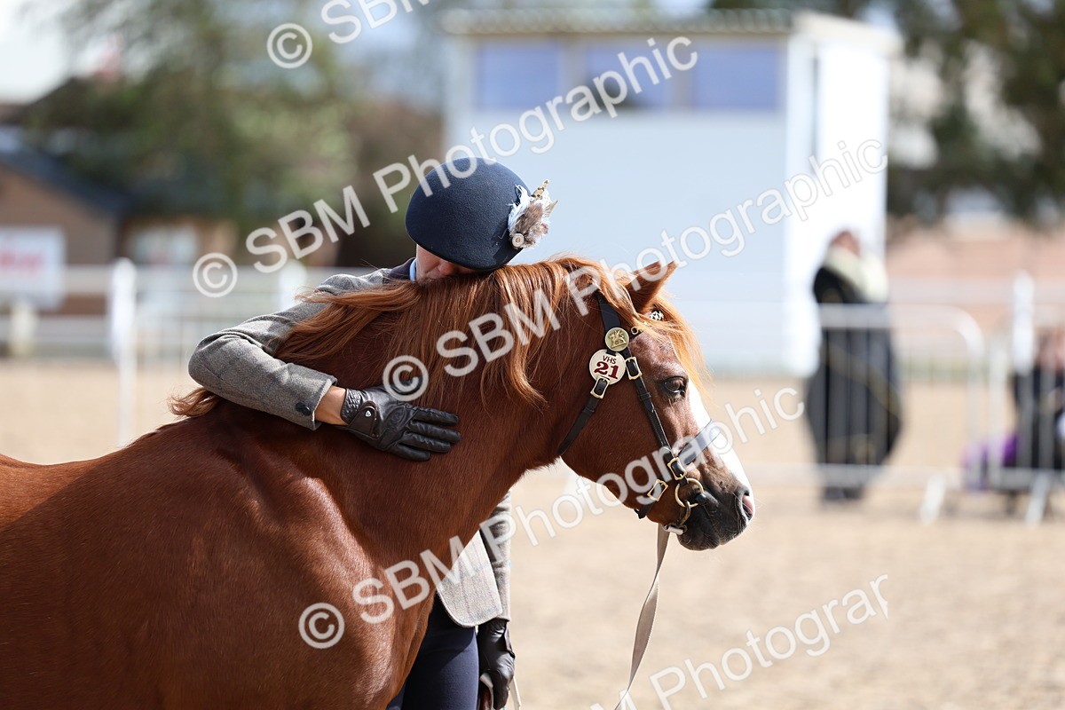 SBM_01875 - Class 18 - Handsomest Gelding - IH or Ridden
