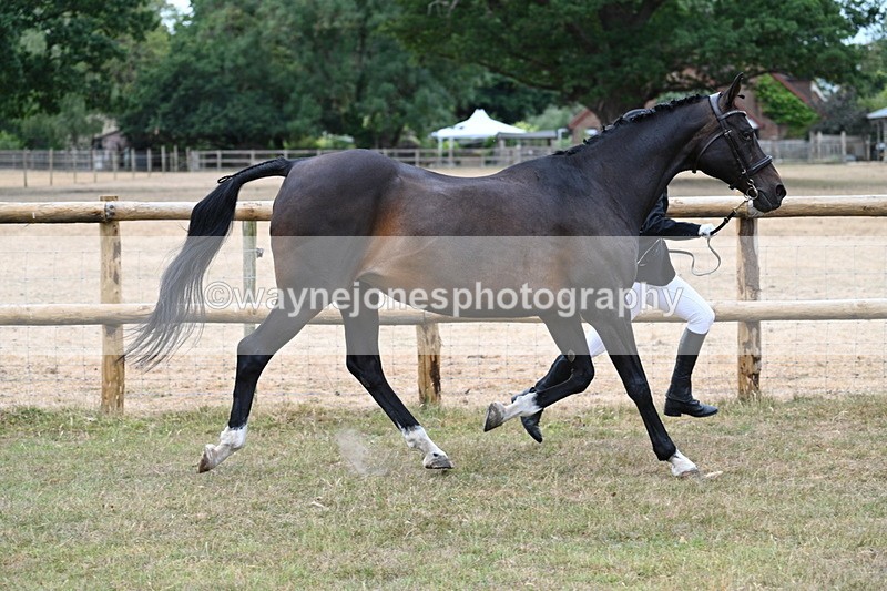WJ7_9010 - Class 4a Prettiest Mare 14.2hh and over