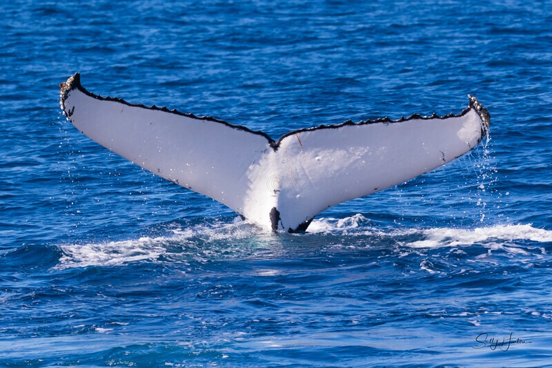 Fluke 1 0A3A4586 - Humpback Whales