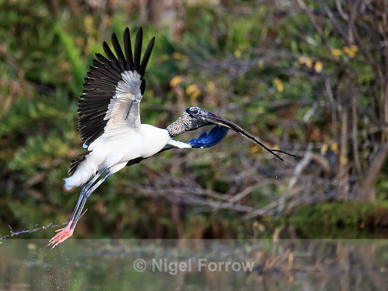 Wood Stork launching with stick, Wakodahatchee Wetlands, Florida - Wood Stork