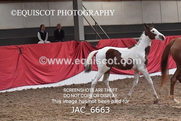 JAC_6663 - 15 Ziggy of Westoak